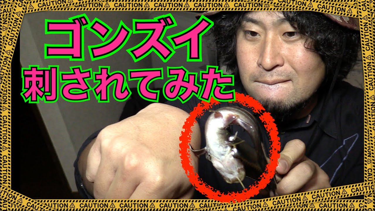 刺されて検証！毒魚ゴンズイに刺されたらこうなる＆入浴剤で治る！？