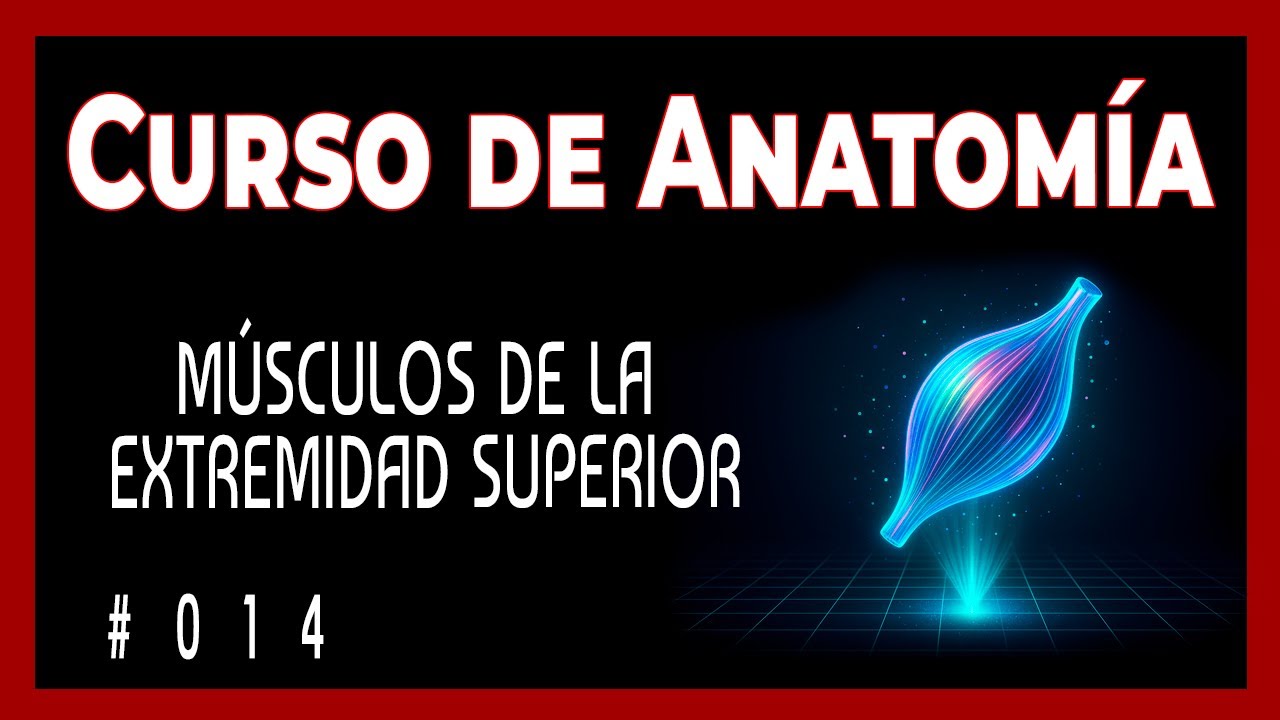 Cosas Sorprendentes que Debes Saber sobre los Músculos de tu Brazo