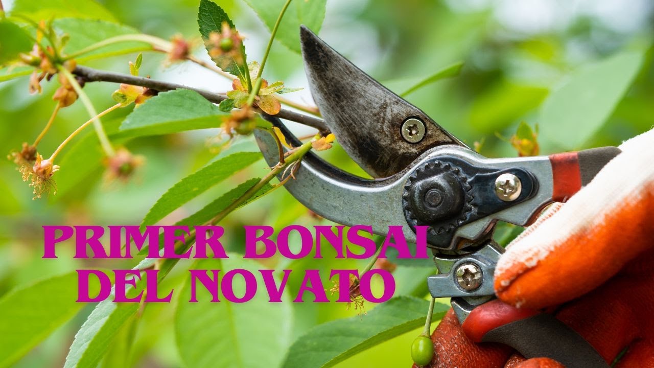 SAGERETIA: TU PRIMER BONSÁI #bonsái #arboles #naturaleza #plantas