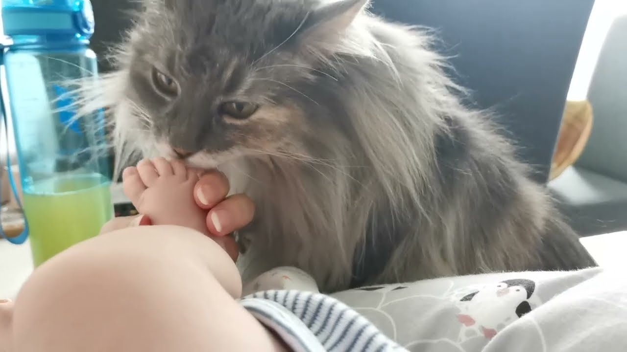 Norwegische Waldkatze und Baby - sie mag das neue Familienmitglied