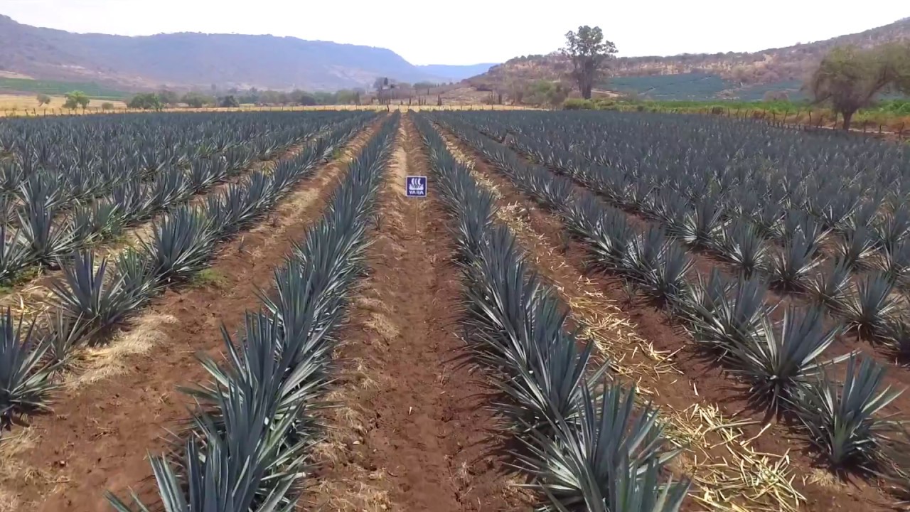 Fertilización de Agave, Programa de Nutrición Yara