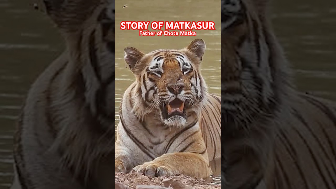 Story of Matkasur Tiger father of Chota Matka Tiger Tadoba National Park | Chota Matka | Tiger