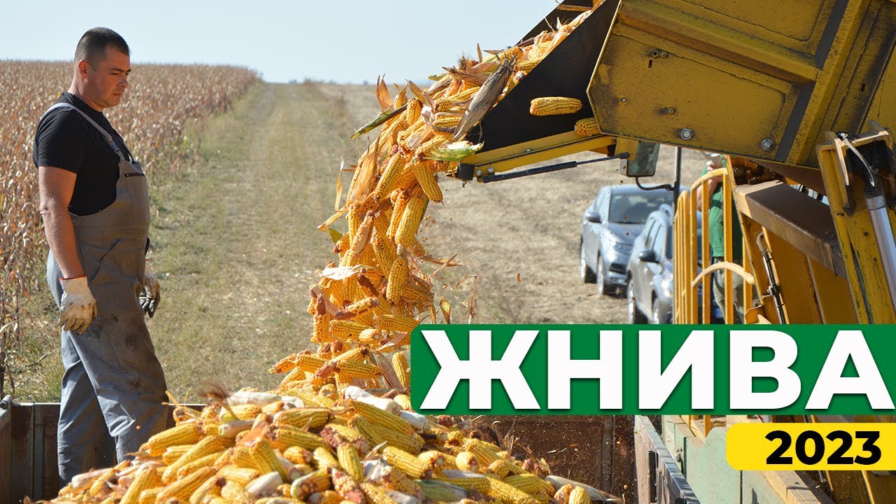 🌽Жнива 2023. Збираємо кукурудзу на насіння. Огляд селекційного комбайна🚜