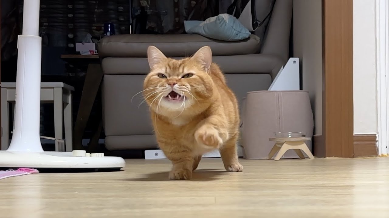 고양이에게 빨리 밥을 줘야지 안되겠다 브이로그✨