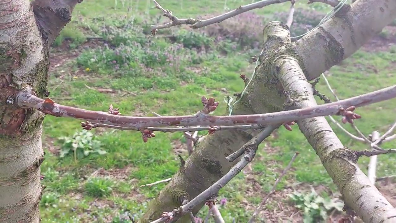 Πως κλαδεύεται η Lapin. Φιλικές συμβουλές.