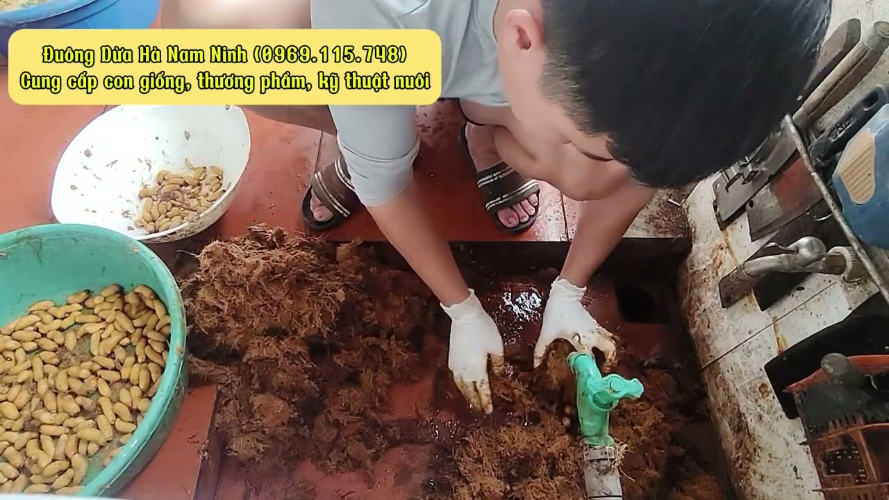 Cùng em trung thu hoạch đuông dừa xem sản lượng chậu 53cm đạt 3.5kg không nhé