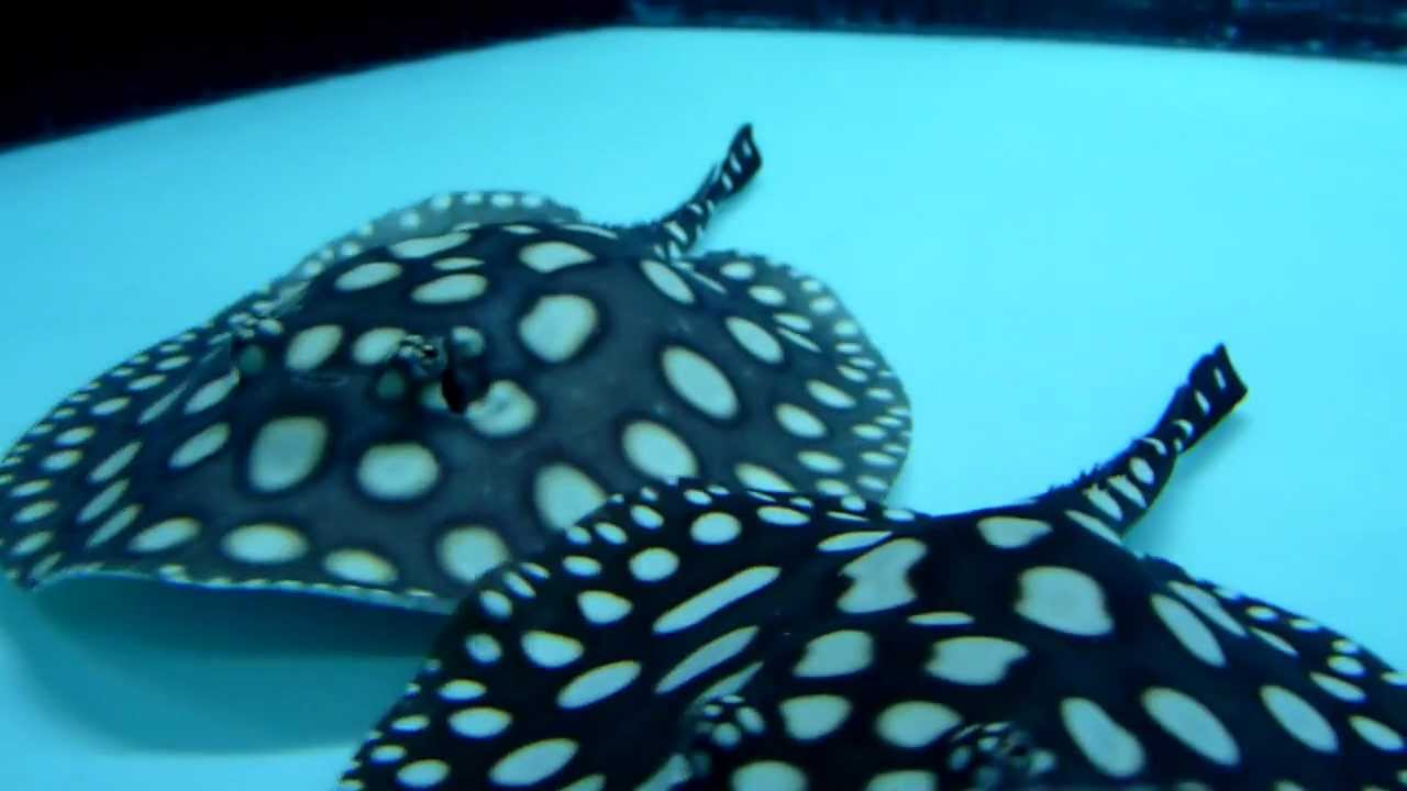 Amazonia Stingray pups