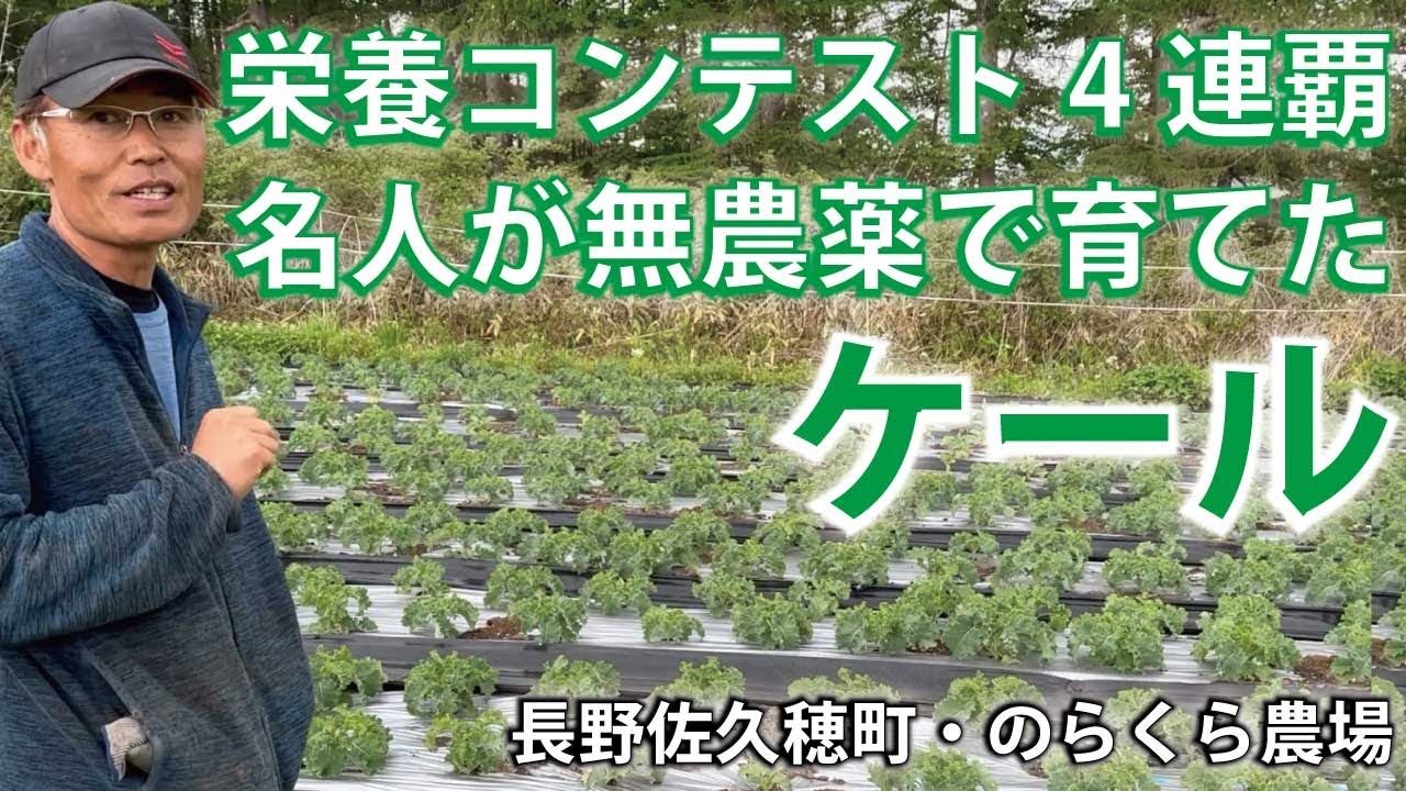 【のらくら農場】ケール、かぶ　ケールで栄養価コンテスト４連覇、無農薬無化肥ののらくら農場さんの極上野菜。