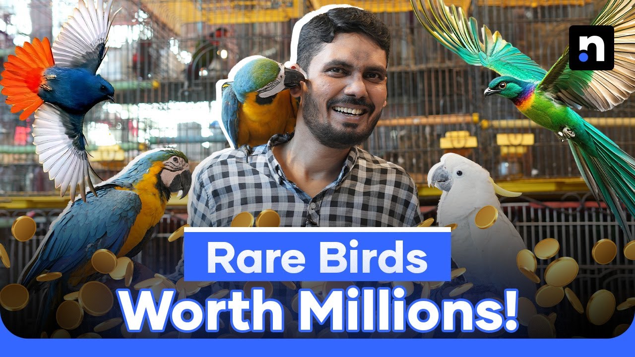 Bird Lovers Turn Traders: Inside Pakistan’s Exotic Bird Market | Nukta