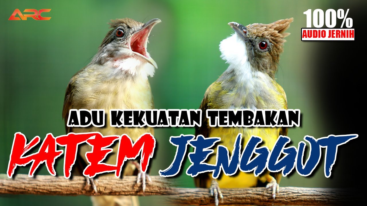 MASTERAN KAPAS TEMBAK VS CUCAK JENGGOT
