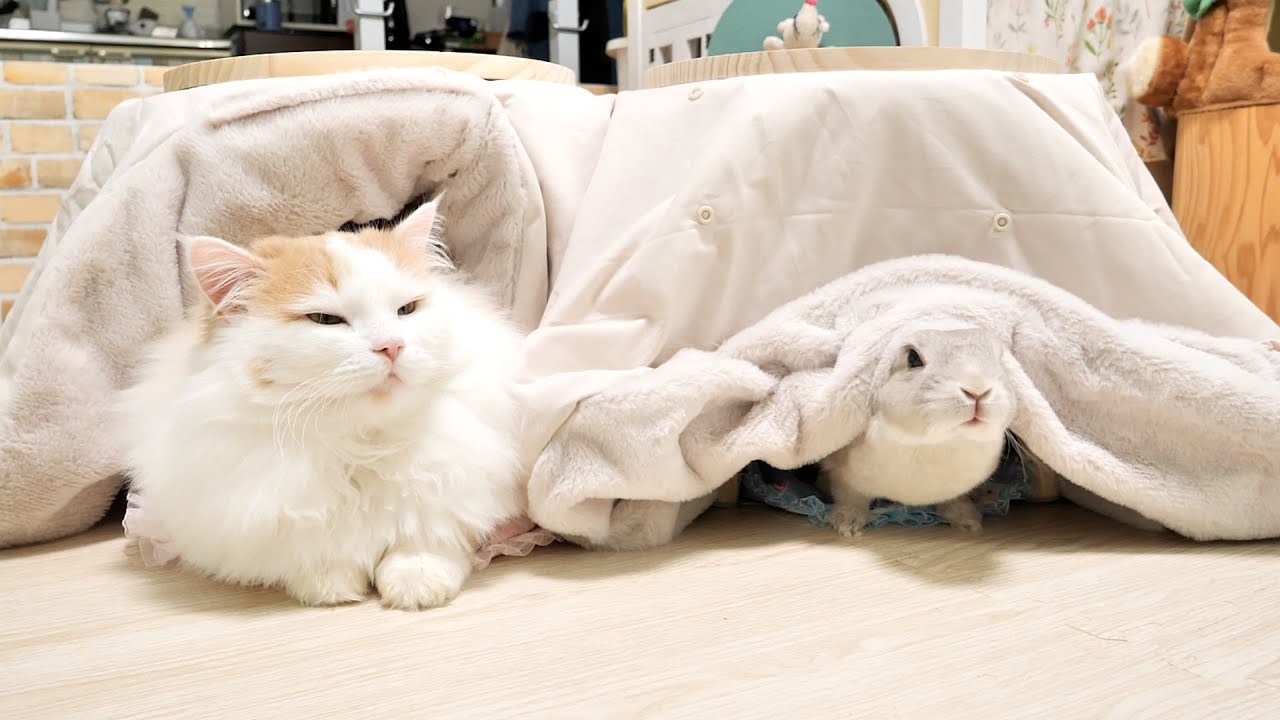もうコタツなしでは冬を過ごせないほどコタツ大好きになってしまったうさぎと猫