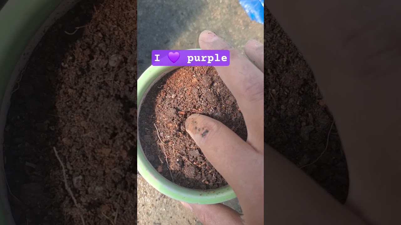 harvesting baby succulent #shortsfeed #plants #shortsbeta #succulent #purple