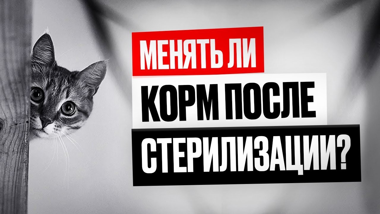 Давать ли кошке корм для стерилизованных?