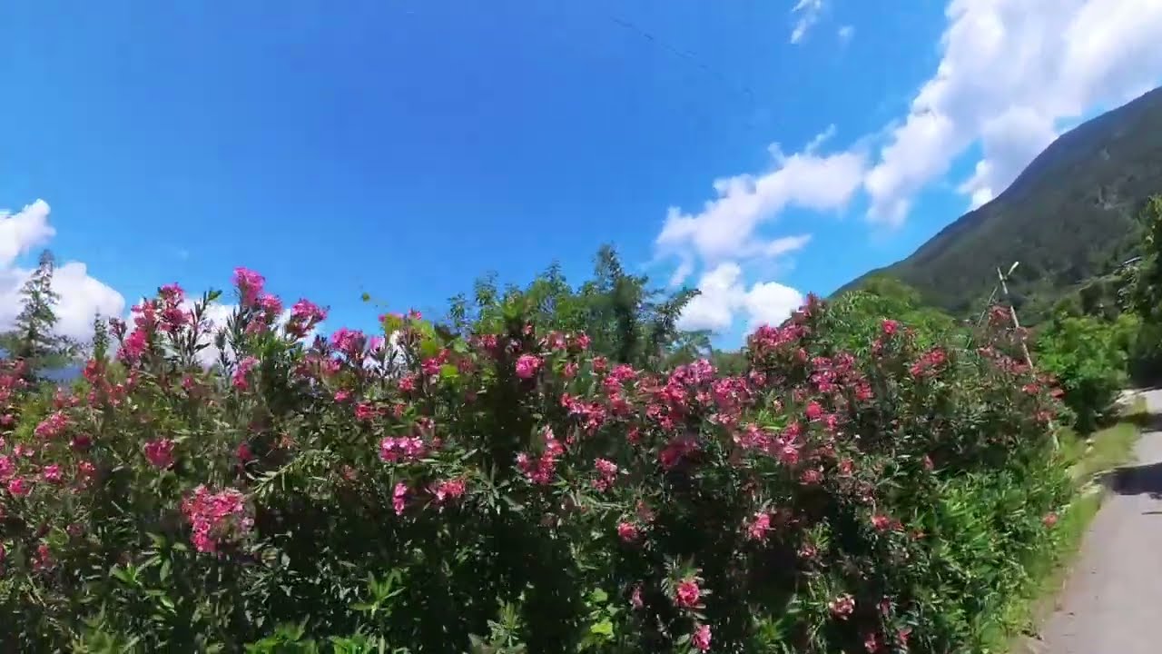 Kirazıyla Ünlü Alanya Gümüşkavak Köyü