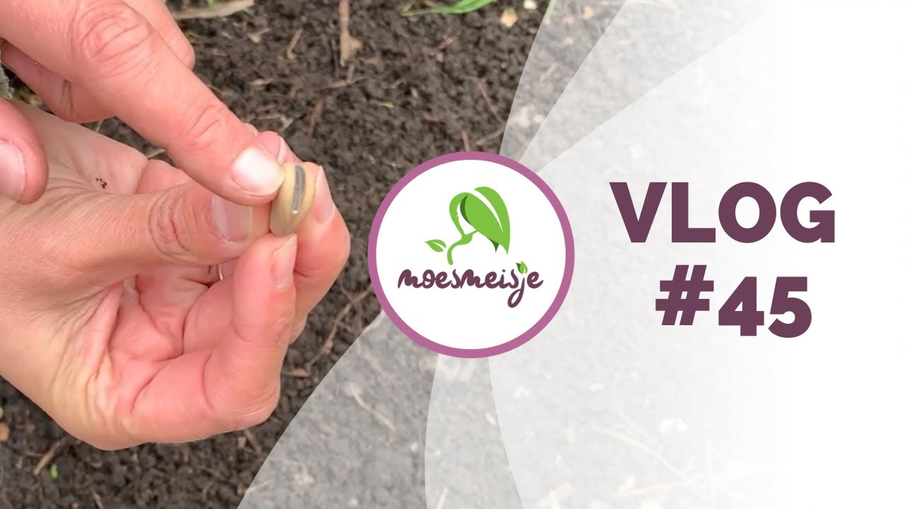 MOESTUIN VLOG #45 | Tuinbonen zaaien, paprika overwinteren, meer kiwano en olifantenknoflook poten