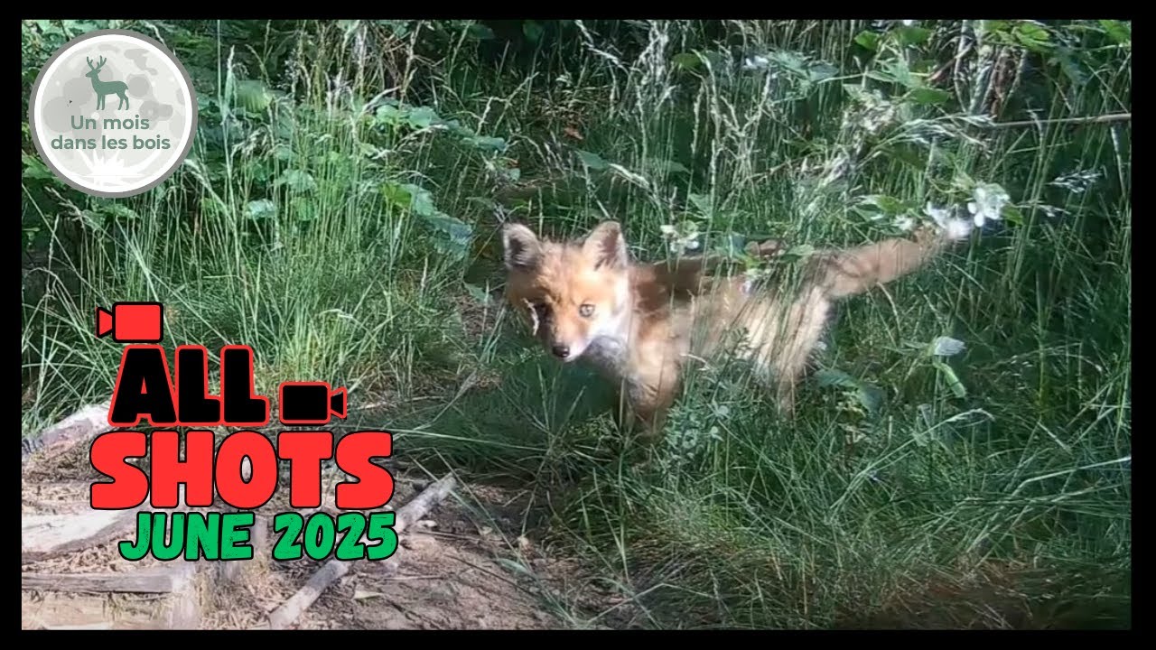 Baby Fox, Badger & Bat – Trail Camera Wildlife Compilation | June 2025 in the Woods