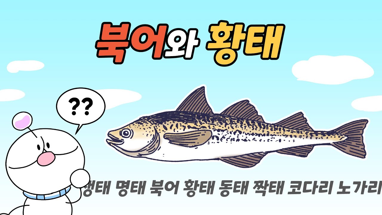 북어와 황태, 무엇이 다를까? | 명태 짝태 노가리