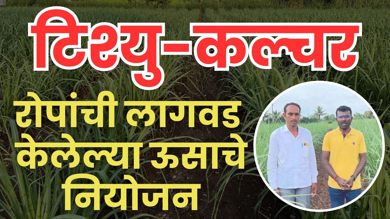 टिश्युकल्चर केलेल्या ऊस रोपांचे नियोजन | गन्ना मास्टर | प्रसाद पवार |