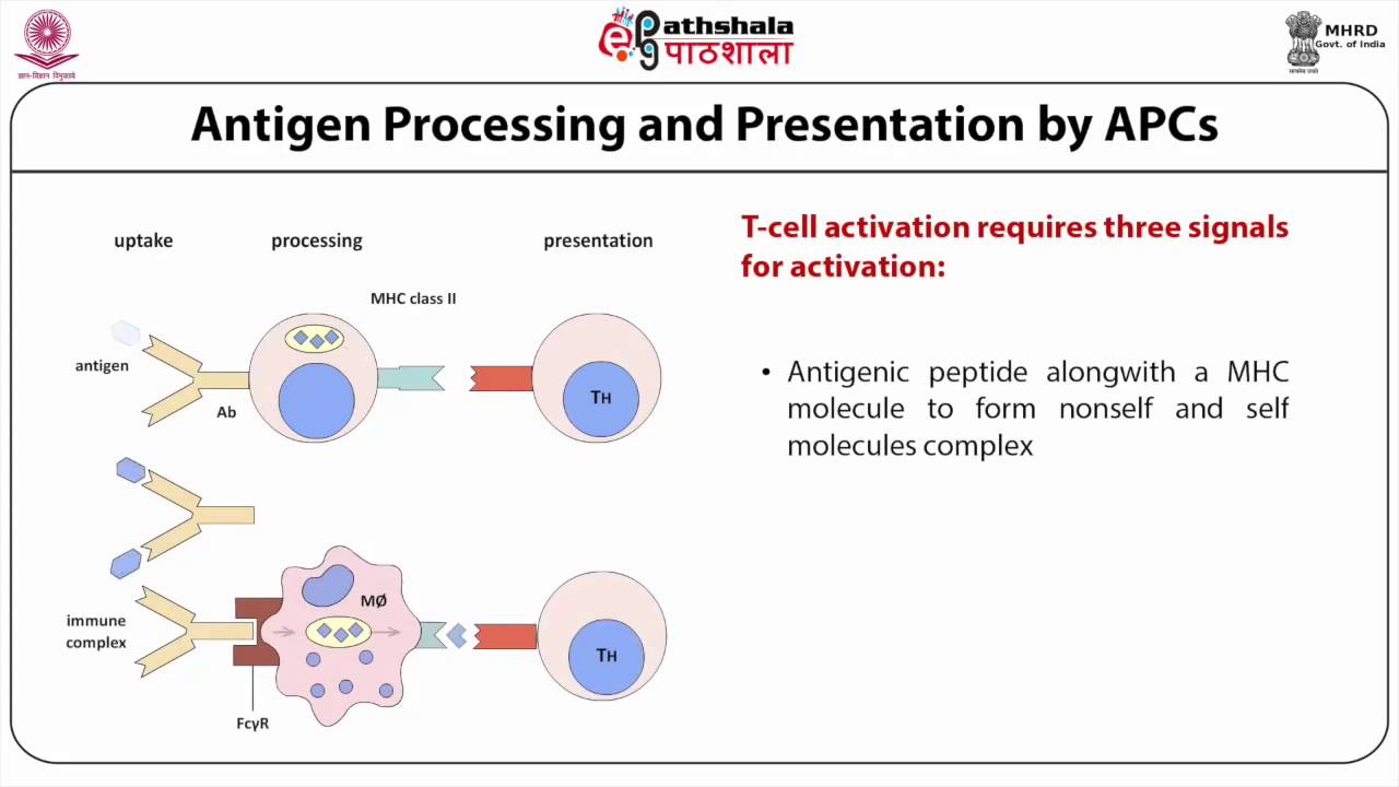 Antigen Processing