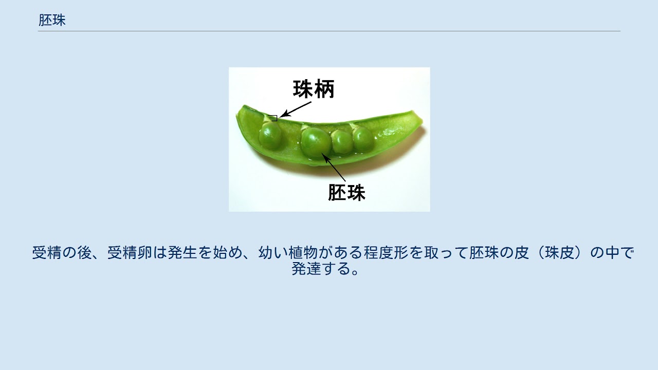 胚珠