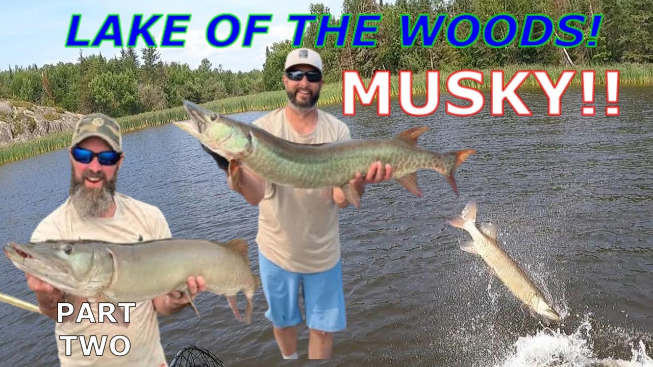 MUSKY FISHING LAKE OF THE WOODS| 2025| PART TWO
