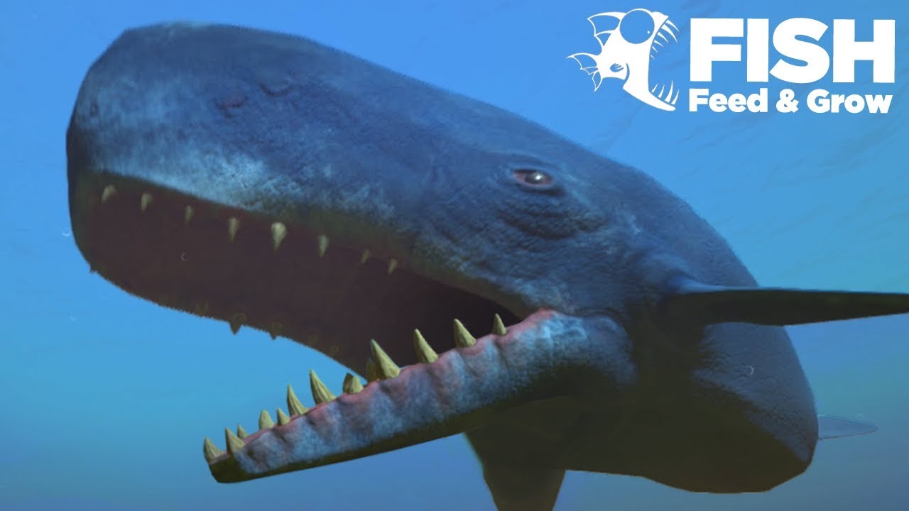 NEW WHALE IS THE BIGGEST!!! - Fish Feed Grow