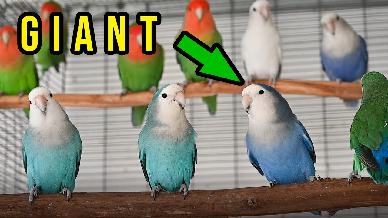 African Lovebirds - OVERSIZED Agapornis roseicollis  - Several mutations - 2022 BREEDING RESULTS