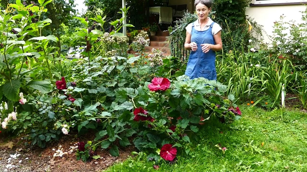 Hibiskus błotny czyli ketmia błotna o ogromnych kwiatach.