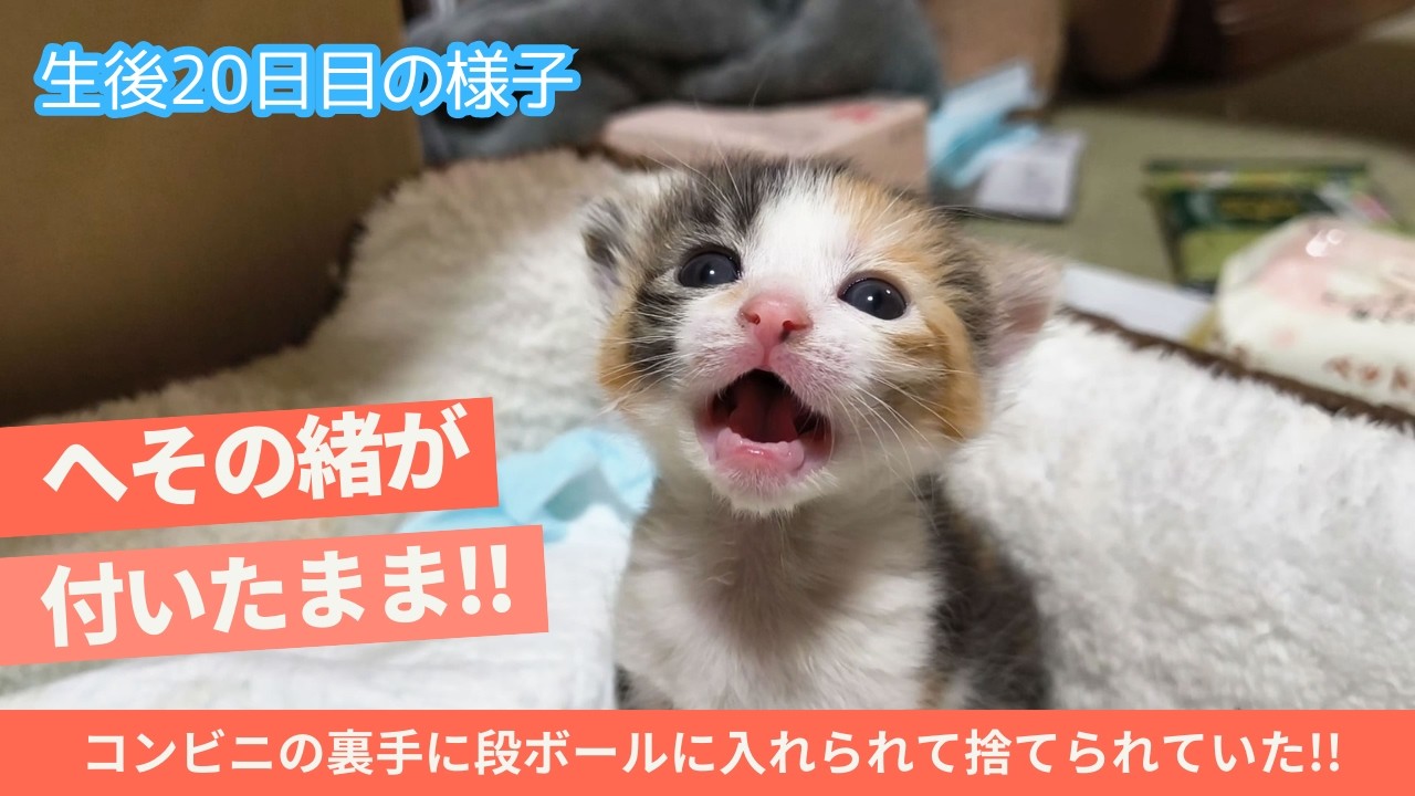 【保護猫 子猫】生後20日の子猫がうつ伏せでミルクを飲む姿が一番可愛い。　(へその緒が付いている子猫を保護。コンビニ裏手に捨てられて低体温で発見・保護された3匹の子猫)