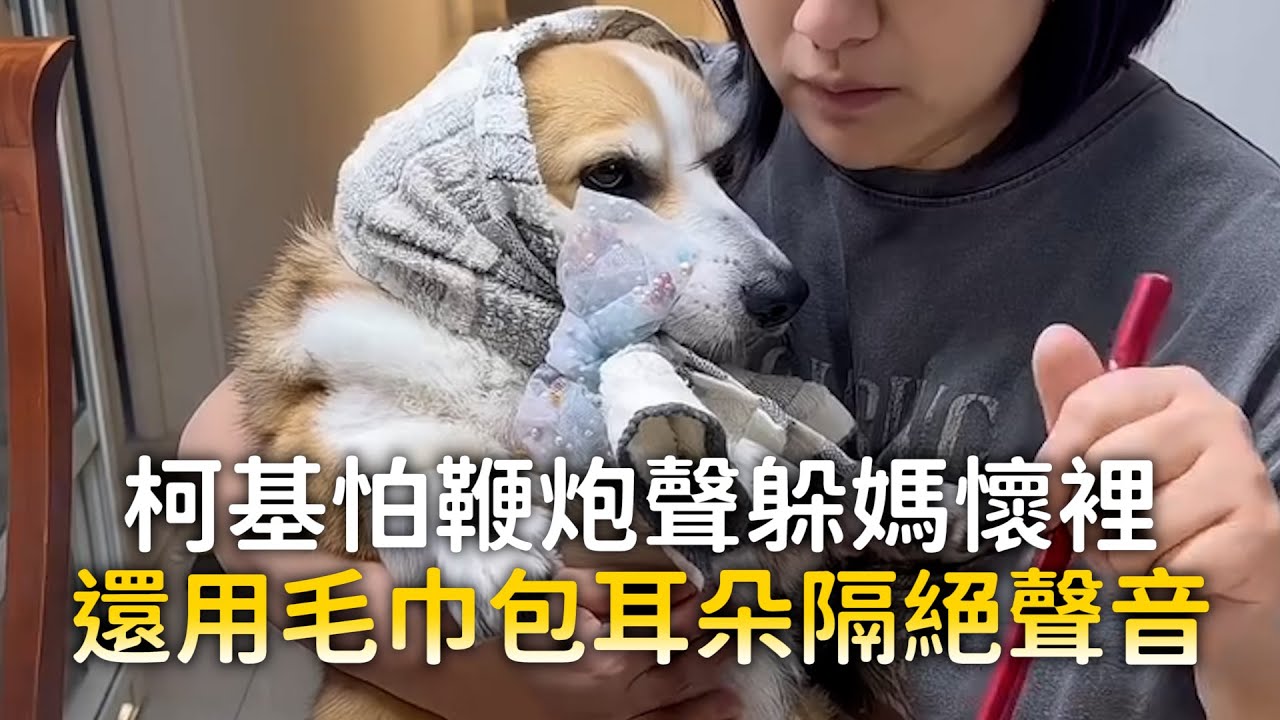 柯基怕鞭炮聲躲媽懷裡　還用毛巾包耳朵隔絕聲音