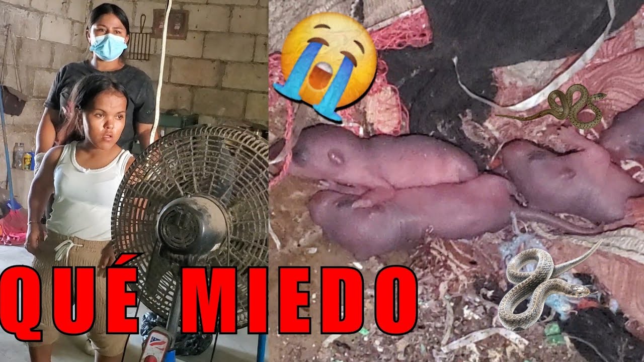 Urgente🚨Nidos De Serpientes Y De Ratas Encontramos En La Casa De Doña Angela😱Esto Ya No Es Normal🤮