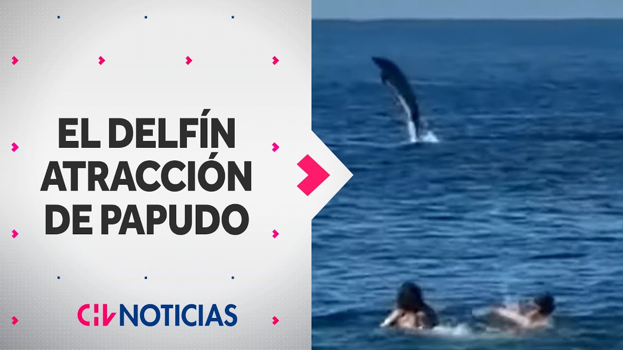 CONOCE A WILLY: El delfín que sorprende a turistas en Papudo en este verano - CHV Noticias