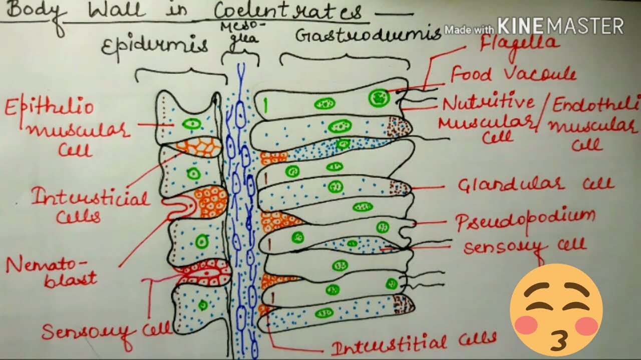 #BiologyMentors #Phylum_Cnidaria #Hydra #Bodywallincoelentrates #InterstitialCells #CnidoblastsCells
