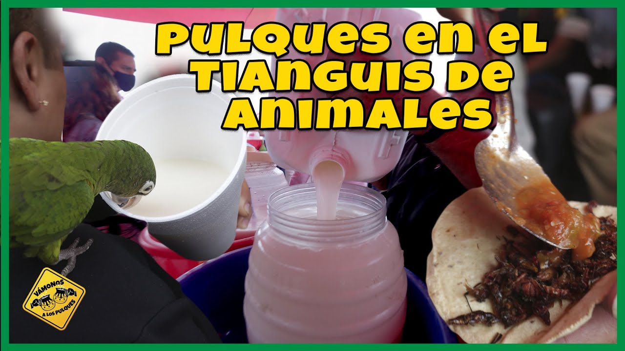 Pulques en el Tianguis de Animales de Chalco