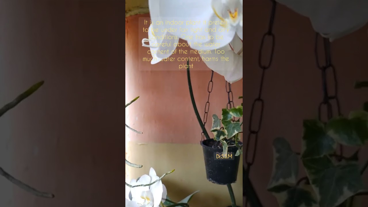 Phalaenopsis Sogo Yukidian V3 Orchid | The Introduction | White Orchid | Moon Orchids