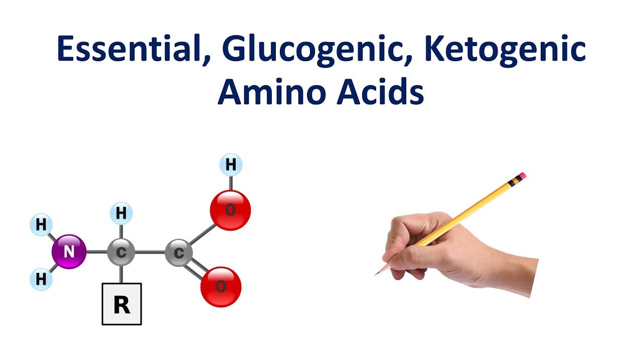 Glucogenic, Ketogenic, and Essential Amino Acids Made So Simple