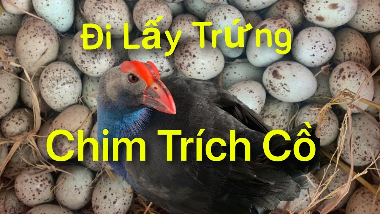 Đi Lấy Trứng Chim Trích Cồ|Cách Thu Hoạch Trứng Chim Trích Cồ Sao Cho Hiệu Quả?