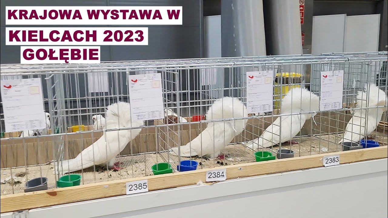 Krajowa Wystawa w Kielcach 2023 - gołębie