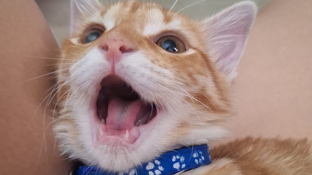 Vídeos de Gatinhos fofos e engraçados