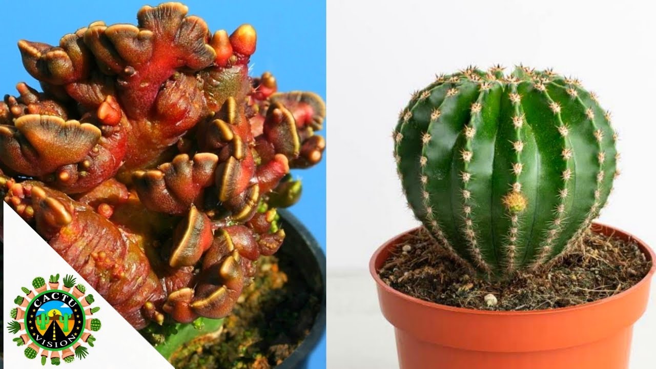 20 Tipos De Echinopsis