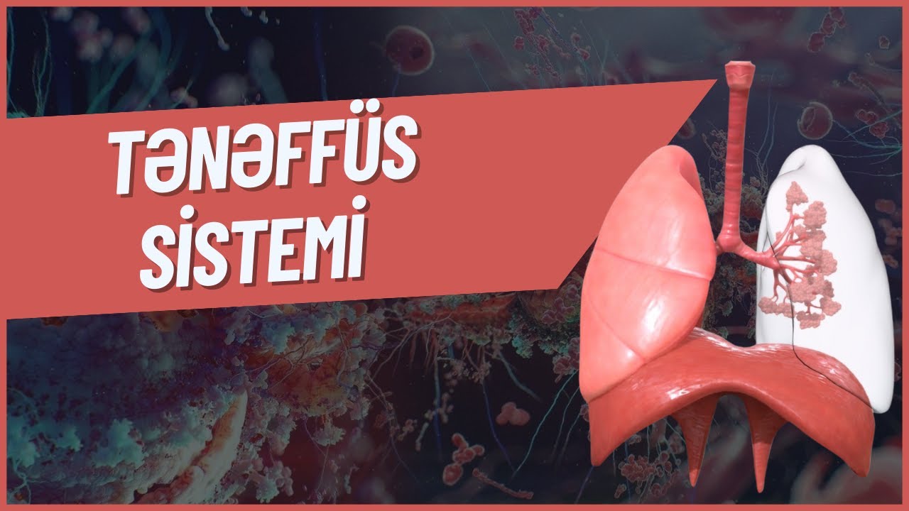 Biologiya- Mövzu izahı.Tənəffüs sistemi