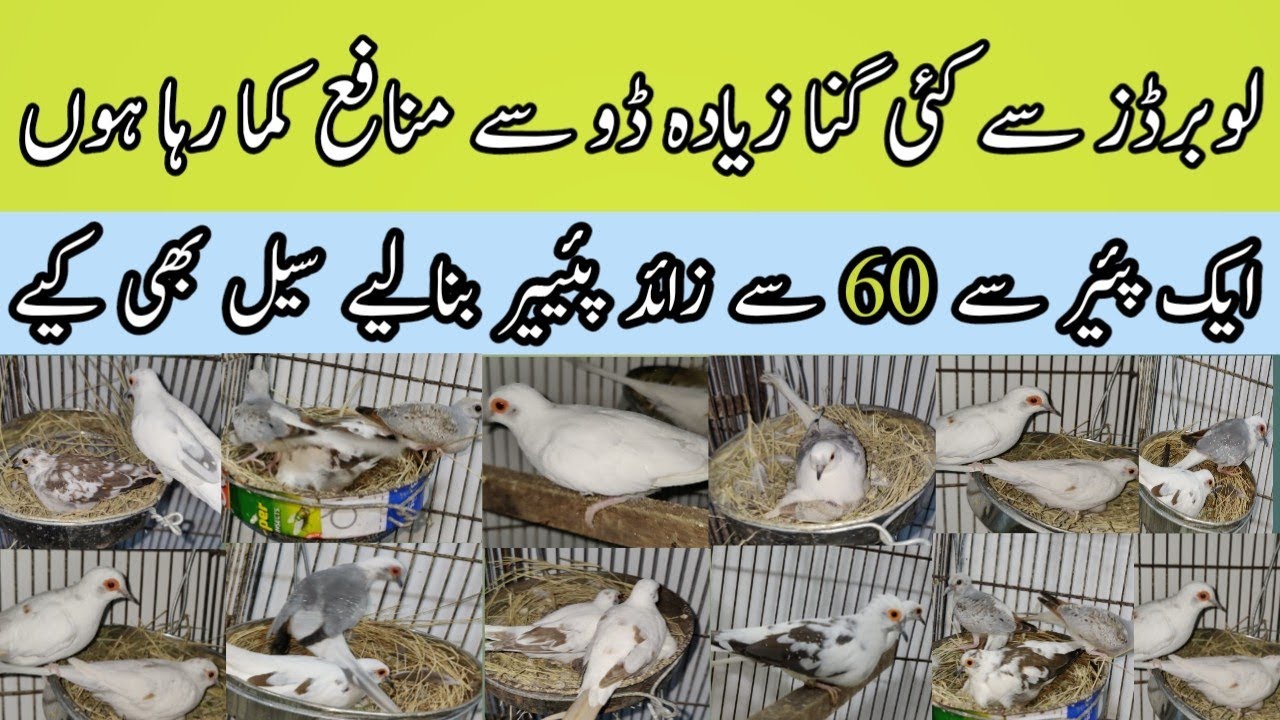 Dove Mutations Setup in karachi|| Red Pied Silver Pied Diamond Pied Cinnamon|| B4BIRDS