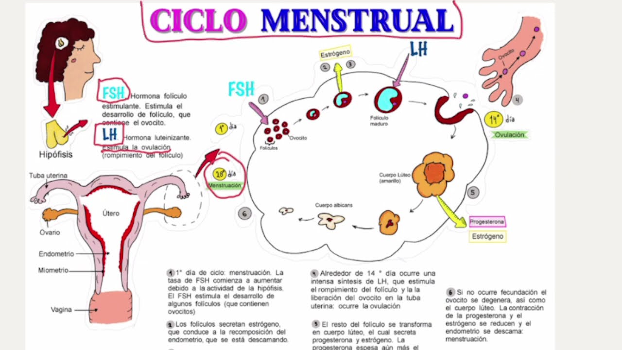 Aparato reproductor