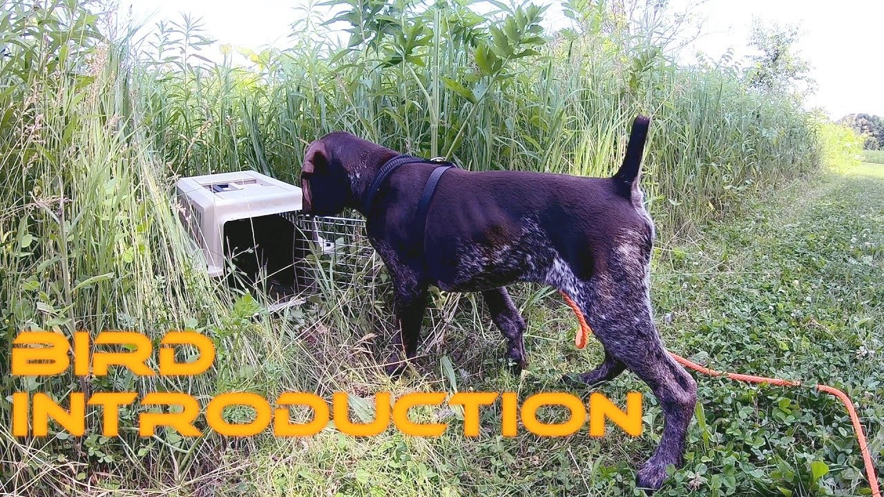 Pointing Dog's Bird Introduction | Sawyer the GSP