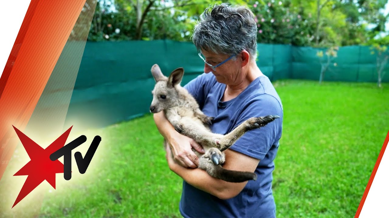 Tierretterin in Australien: Ehemalige Unternehmerin leitet eine Auffangstation | stern TV