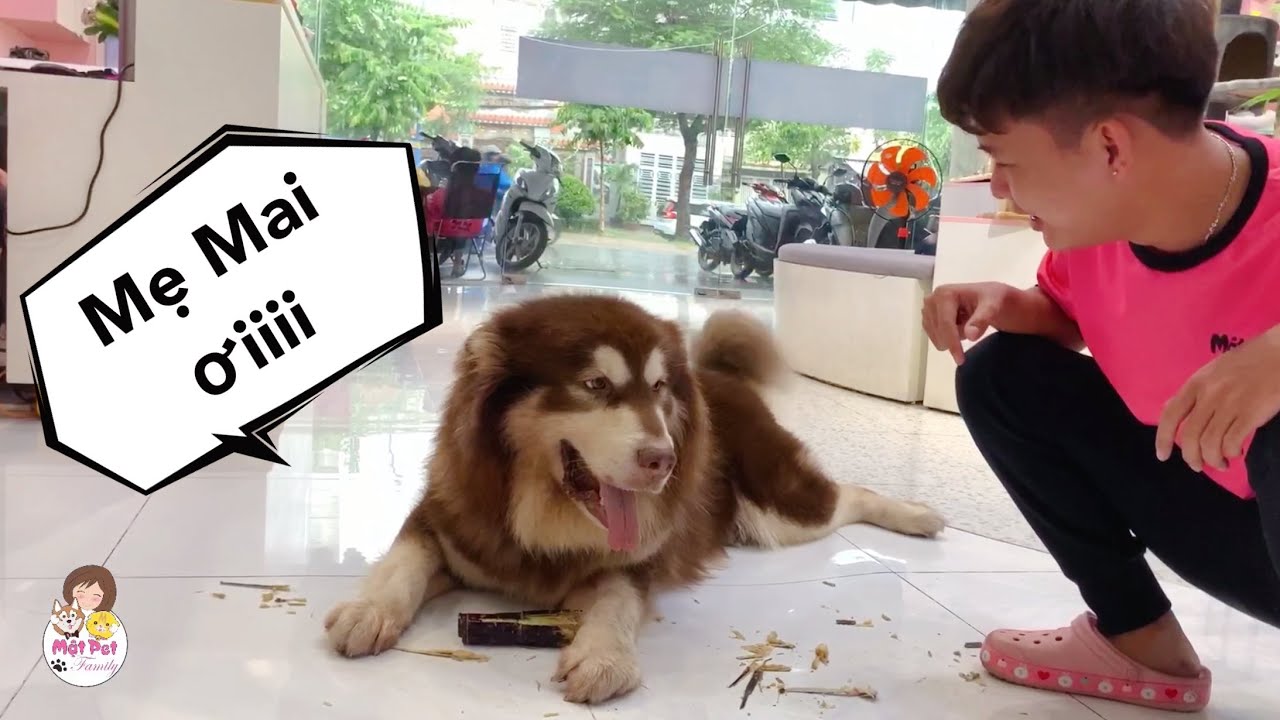 Mật Hú Ầm Ĩ Vì Bị Cò Bắt Nạt - My Alaska HONEY Howling Cause Being Teased / Mật Pet Family