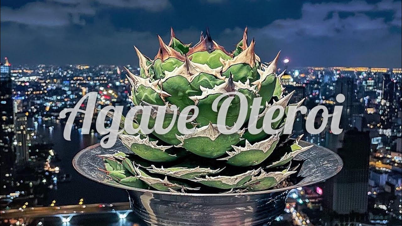 【アガベ ファン必見】スペシャル　オテロイ　植え替えから子株収穫まで徹底解説　絶対保存版
