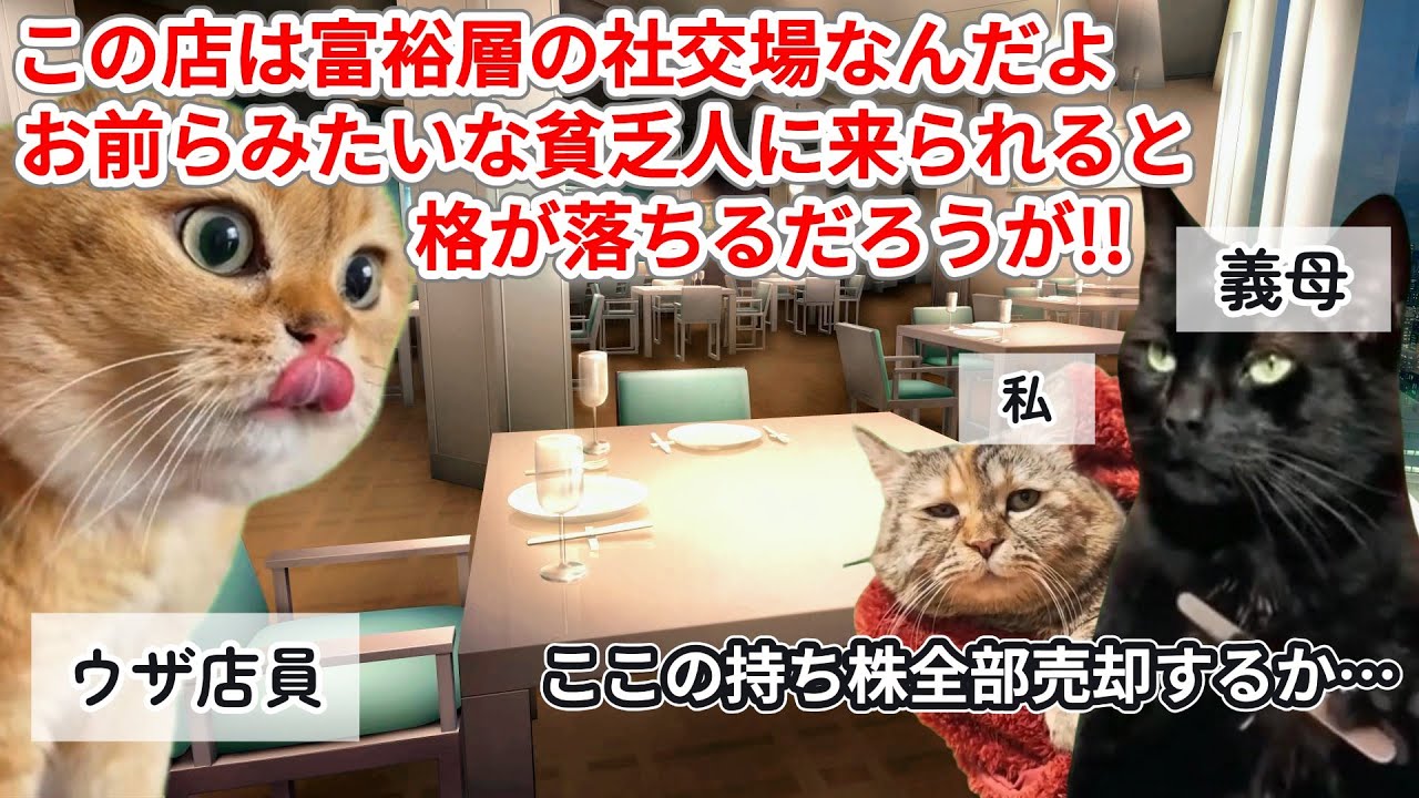 【スカッと猫ミーム】「貧乏人は帰れ」と侮辱した高級レストラン店員に義母が放った一言で店員絶句！#猫マニ #猫ミーム
