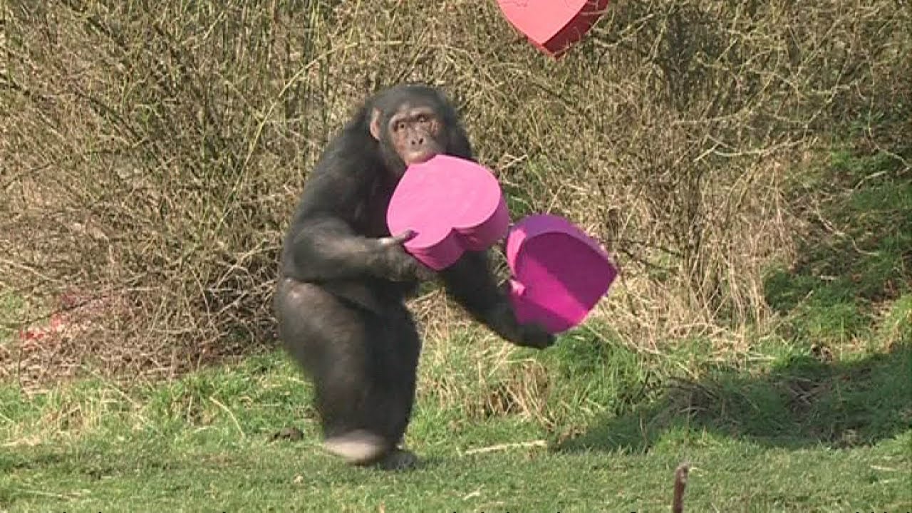 Chimps get Valentine gifts at Whipsnade Zoo