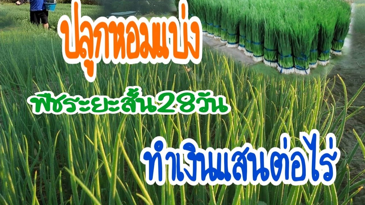 ปลูกหอมแบ่งรวยเร็ว แค่ 28 วัน ขายได้เงินแสนต่อไร่ ปลูกได้ตลอดปี #เกษตรผสมผสาน